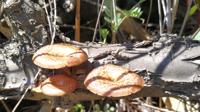 スギタケ？ 横浜市旭区東希望が丘