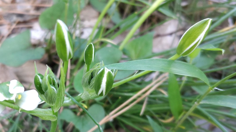 オオアマナの蕾 横浜市旭区希望が丘ふれあいの森公園