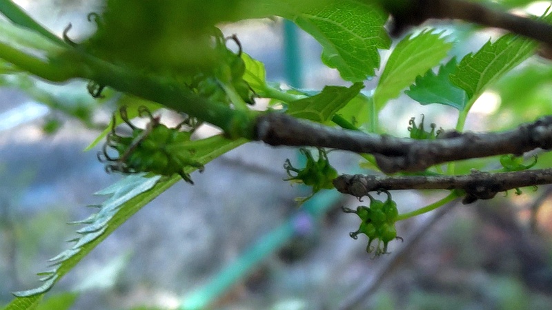 クワの雌花 横浜市旭区希望が丘ふれあいの森公園
