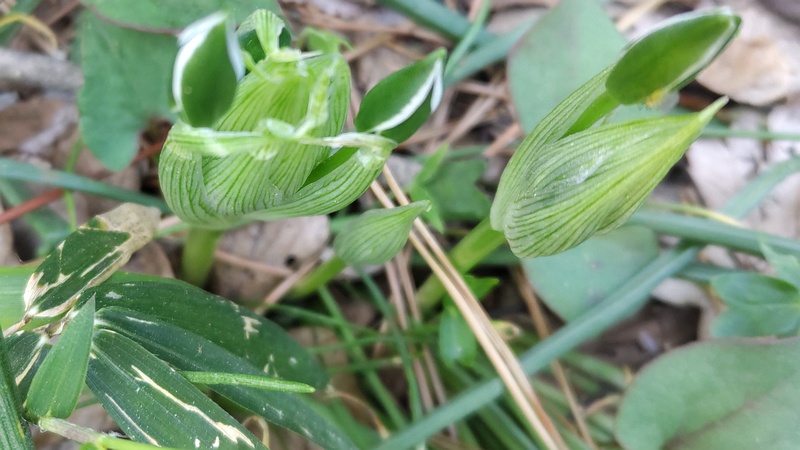 オオアマナの蕾 横浜市旭区希望が丘ふれあいの森公園