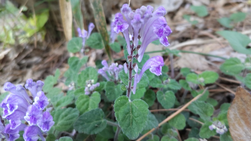 タツナミソウの花 横浜市旭区希望が丘ふれあいの森公園