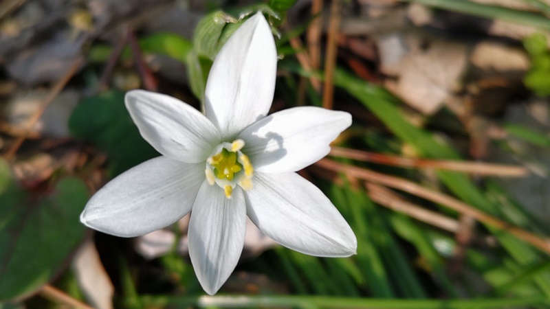 オオアマナの花 横浜市旭区希望が丘ふれあいの森公園