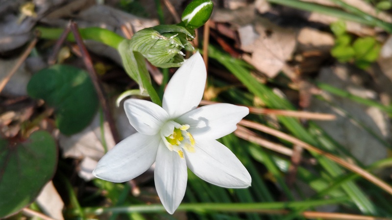オオアマナの花 横浜市旭区希望が丘ふれあいの森公園