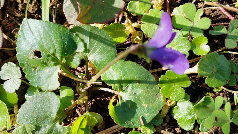アメリカスミレサイシンの花 横浜市旭区希望が丘ふれあいの森公園