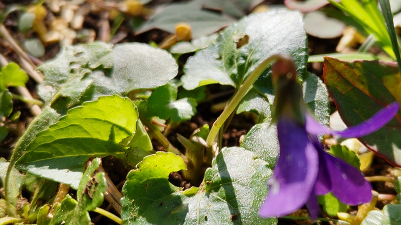 アメリカスミレサイシンの花 横浜市旭区希望が丘ふれあいの森公園