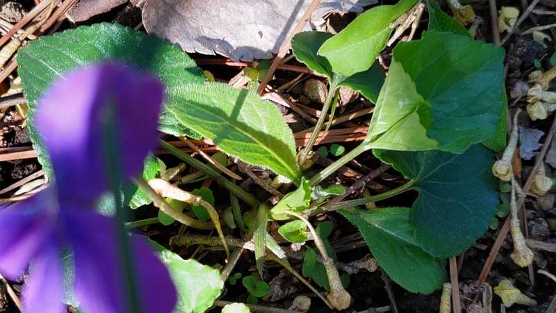 アメリカスミレサイシンの花 横浜市旭区希望が丘ふれあいの森公園