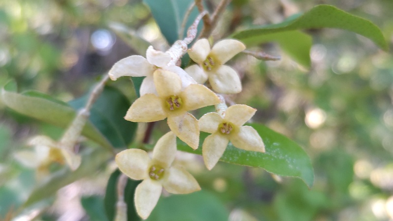 ナツグミの花 横浜市旭区希望が丘ふれあいの森公園