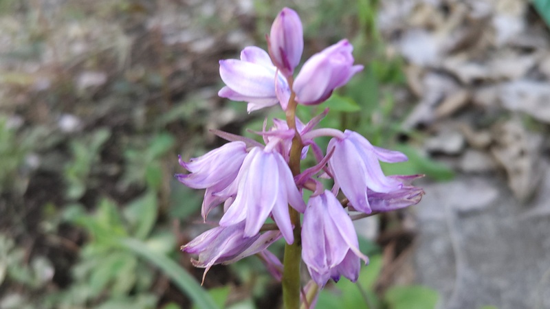 ツリガネズイセンの花 横浜市旭区希望が丘ふれあいの森公園