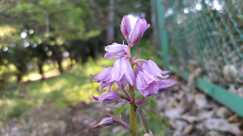 ツリガネズイセンの花 横浜市旭区希望が丘ふれあいの森公園