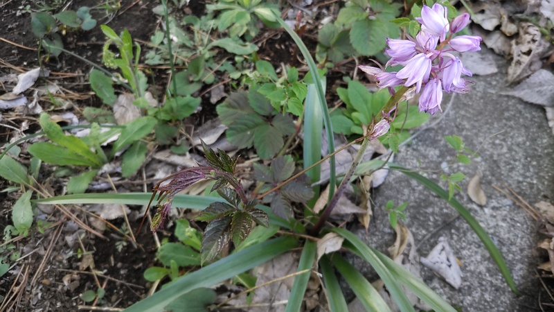 ツリガネズイセンの花 横浜市旭区希望が丘ふれあいの森公園