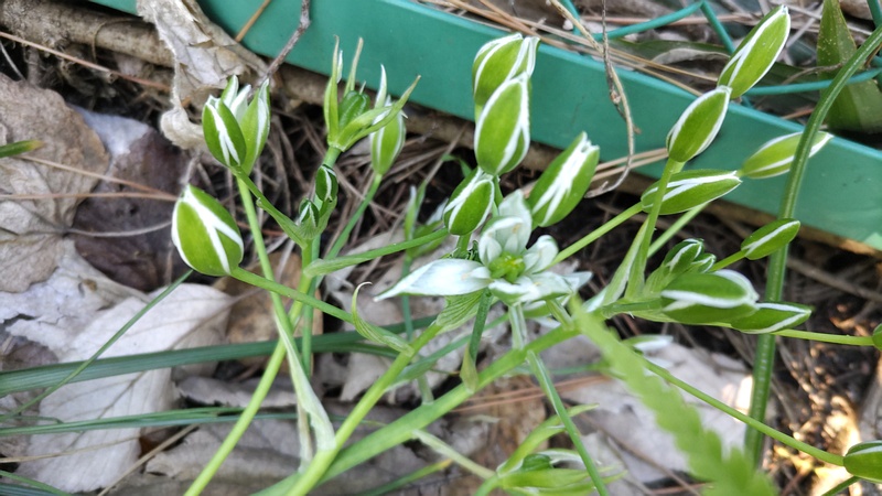オオアマナの花 横浜市旭区希望が丘ふれあいの森公園