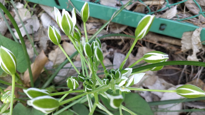 オオアマナの花 横浜市旭区希望が丘ふれあいの森公園