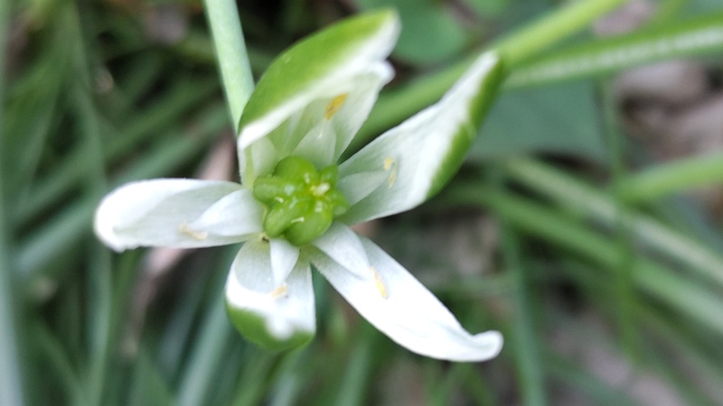 オオアマナの花 横浜市旭区希望が丘ふれあいの森公園