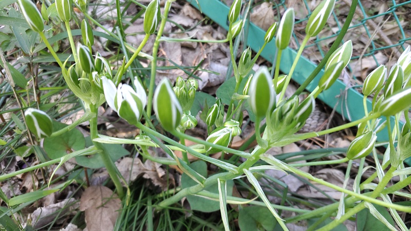 オオアマナの花 横浜市旭区希望が丘ふれあいの森公園