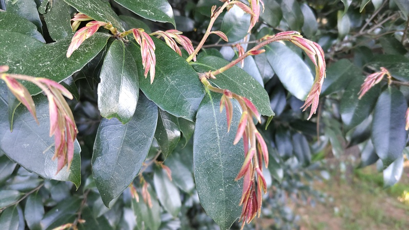スダジイの芽 横浜市旭区希望が丘ふれあいの森公園