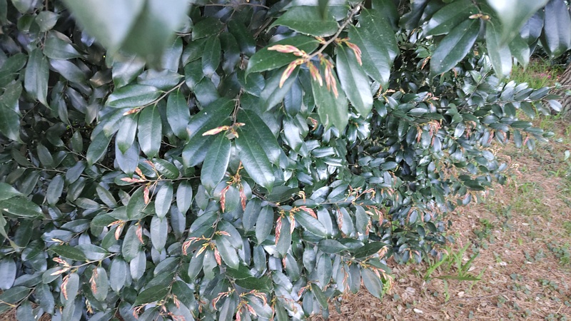 スダジイの芽 横浜市旭区希望が丘ふれあいの森公園