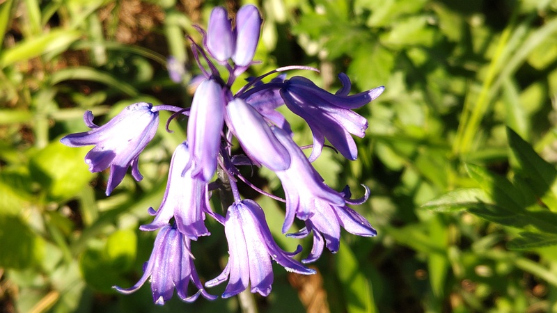 ツリガネズイセンの花 横浜市旭区希望が丘ふれあいの森公園