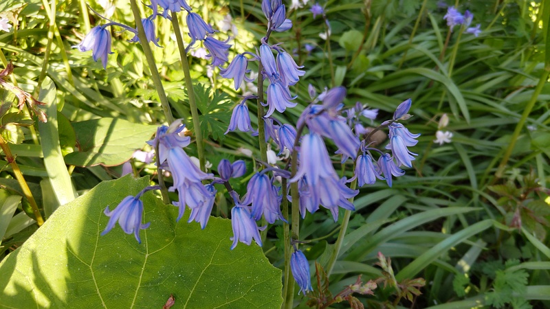 ツリガネズイセンの花 横浜市旭区希望が丘ふれあいの森公園
