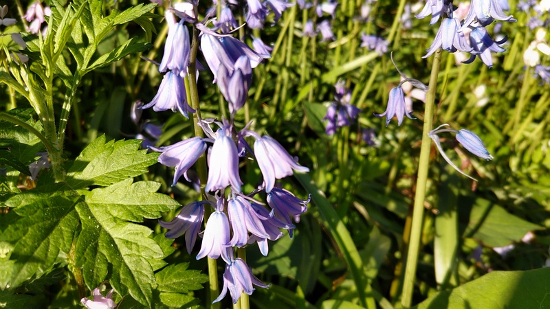 ツリガネズイセンの花 横浜市旭区希望が丘ふれあいの森公園