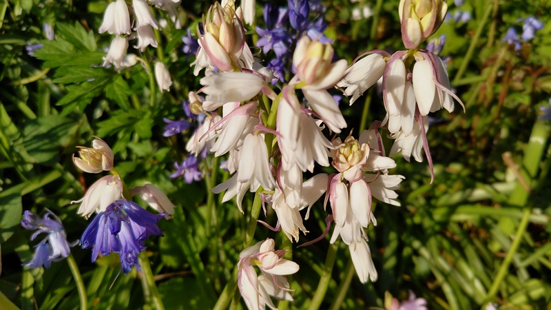 ツリガネズイセンの花 横浜市旭区希望が丘ふれあいの森公園