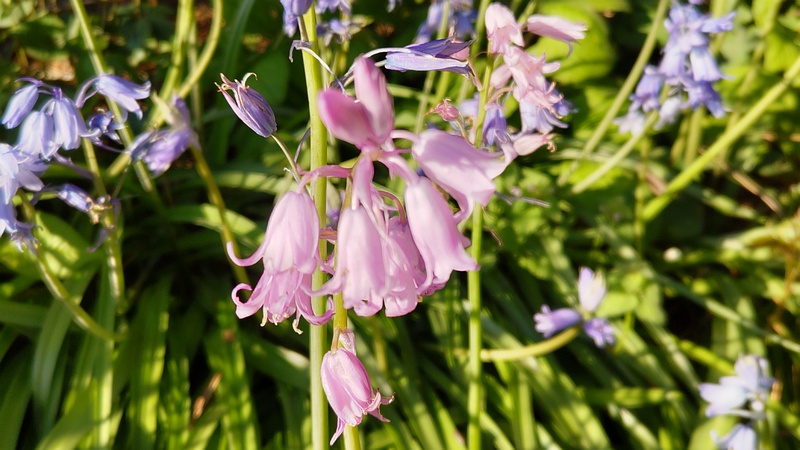 ツリガネズイセンの花 横浜市旭区希望が丘ふれあいの森公園