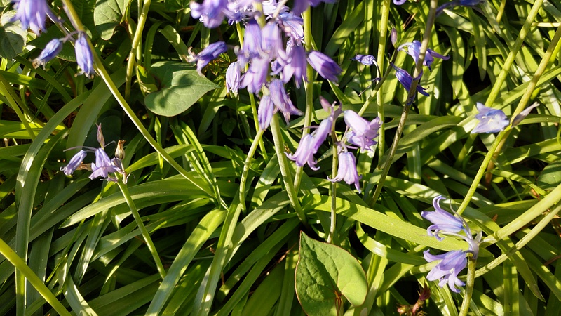ツリガネズイセンの花 横浜市旭区希望が丘ふれあいの森公園