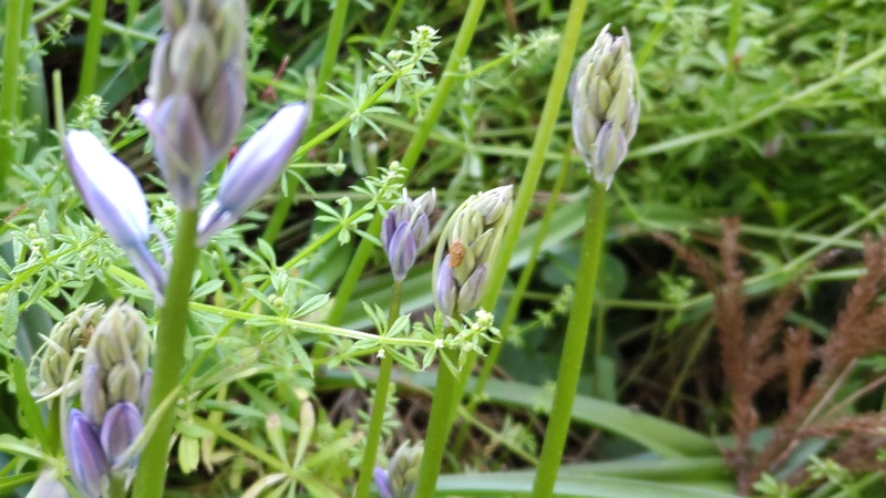 ツリガネズイセンの花 横浜市旭区希望が丘ふれあいの森公園