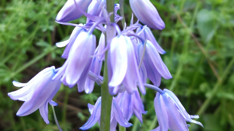 ツリガネズイセンの花 横浜市旭区希望が丘ふれあいの森公園