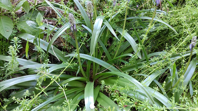 ツリガネズイセンの花 横浜市旭区希望が丘ふれあいの森公園