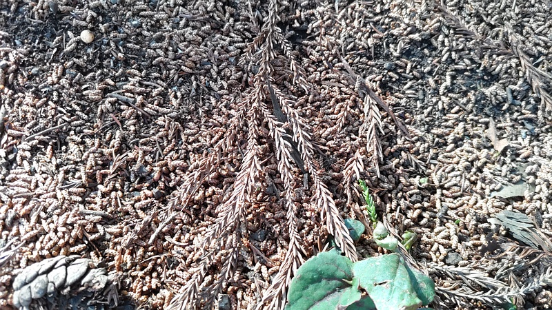 スギの果実 横浜市旭区希望が丘ふれあいの森公園