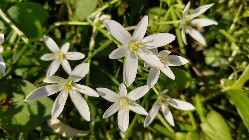 オオアマナの花 横浜市旭区希望が丘ふれあいの森公園