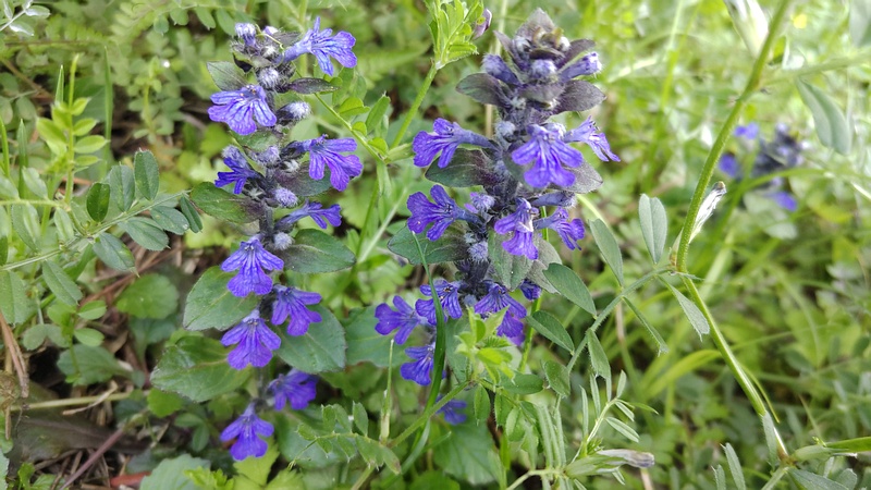 セイヨウジュウニヒトエの花 横浜市旭区希望が丘ふれあいの森公園