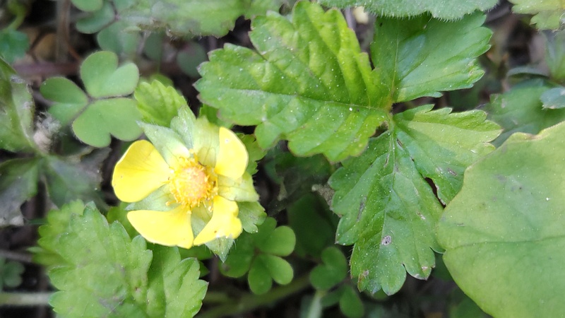 ヘビイチゴの花 横浜市旭区希望が丘ふれあいの森公園