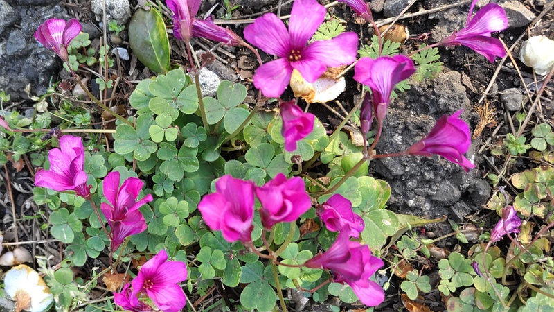 ベニカタバミの花 横浜市旭区希望が丘ふれあいの森公園