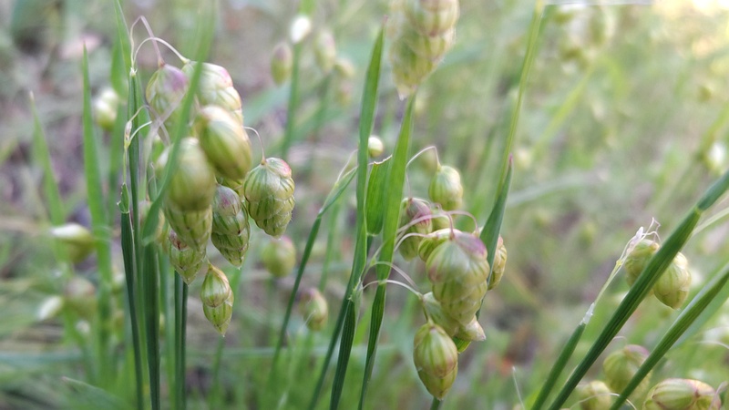 コバンソウ 横浜市旭区東希望が丘