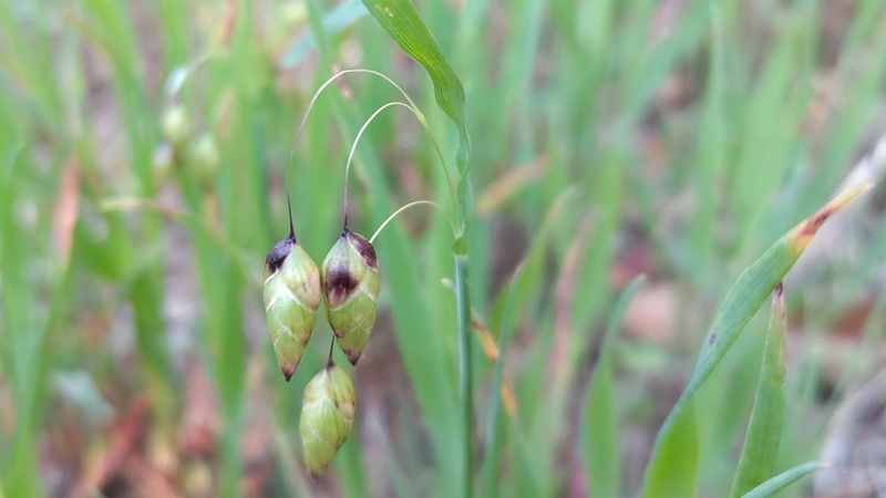 コバンソウ 横浜市旭区東希望が丘