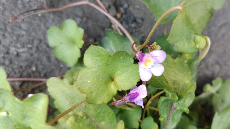 ツタバウンランの花 横浜市旭区中希望が丘