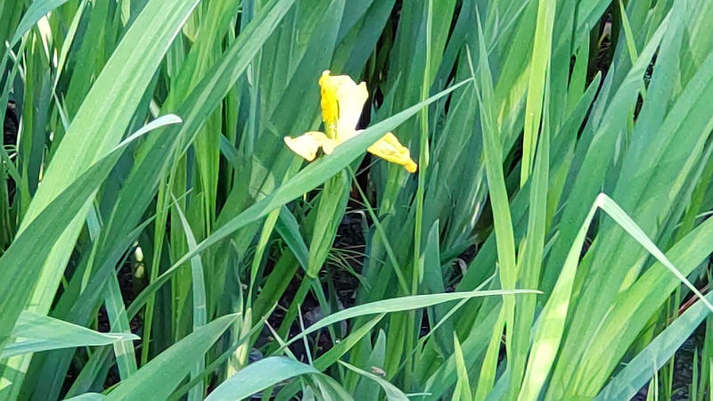 キショウブの花 東京都大田区平和の森公園