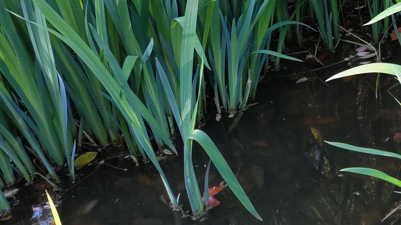キショウブ 東京都大田区平和の森公園