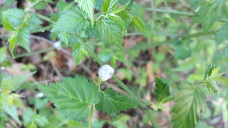 ヤマブキのアワフキムシの巣 東京都大田区平和の森公園