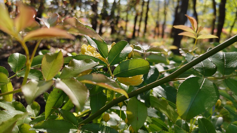 モッコウバラの花 東京都大田区平和島公園