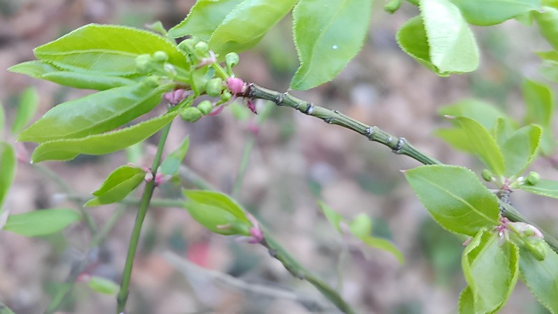 ニシキギの蕾 東京都大田区平和の森公園