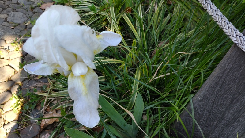 アヤメの花 東京都大田区平和島公園