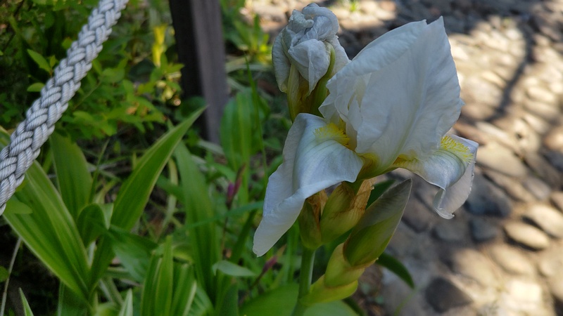 アヤメの花 東京都大田区平和島公園