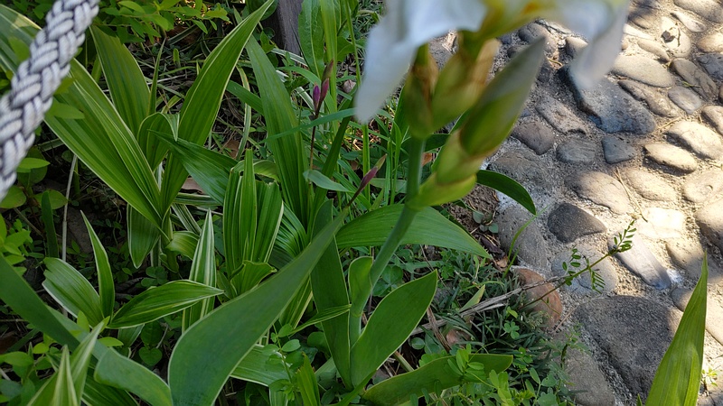 アヤメの葉 東京都大田区平和島公園