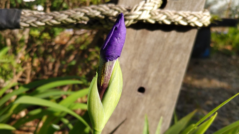 アヤメの蕾 東京都大田区平和島公園