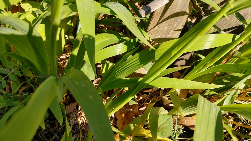アヤメの葉 東京都大田区平和島公園