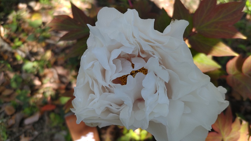 ボタンの花 東京都大田区平和島公園