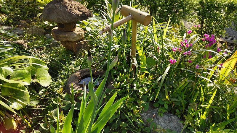 アヤメの蕾 東京都大田区平和島公園