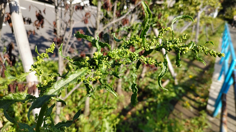 ナガバギシギシの花 東京都大田区平和島公園
